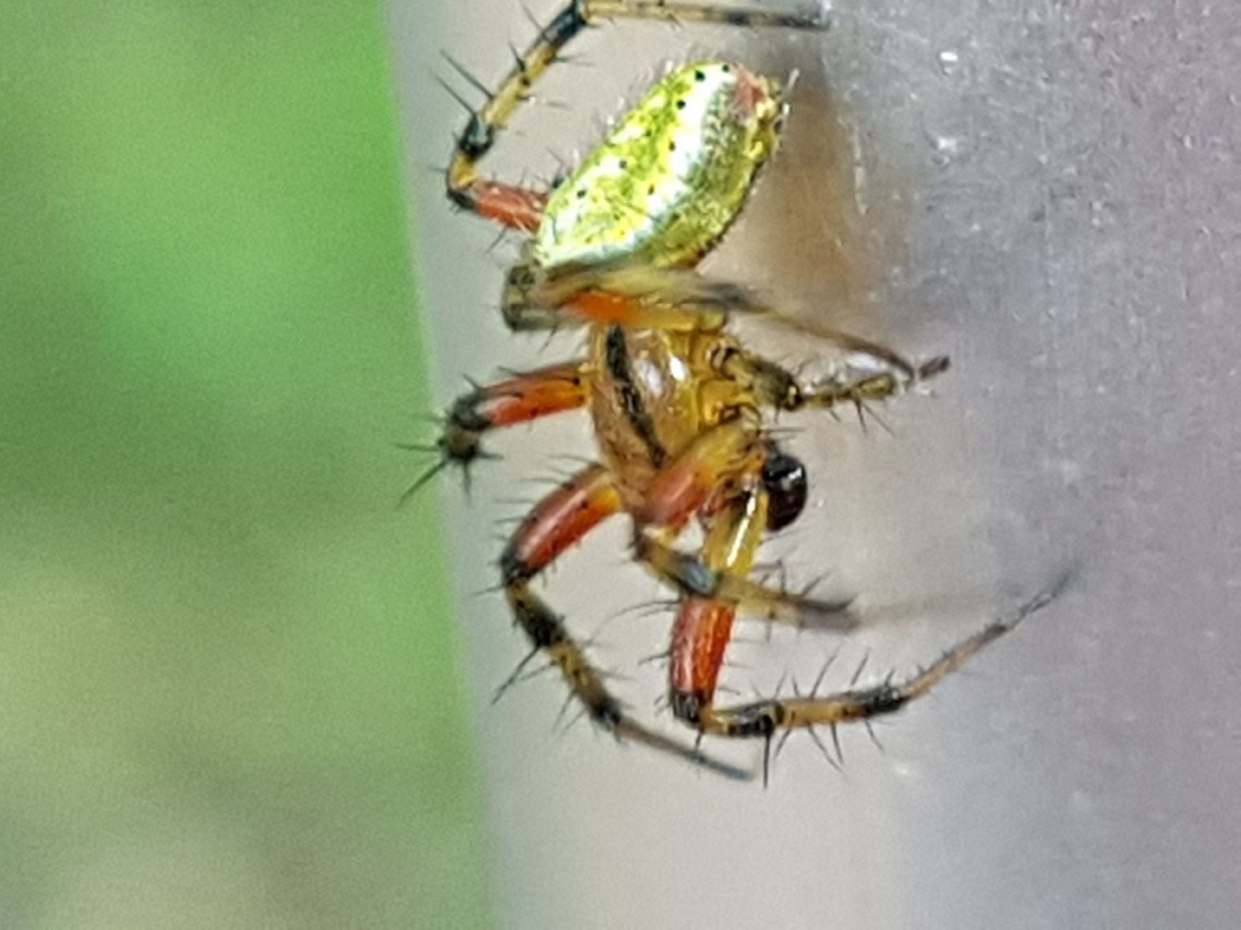 Maschio di Araniella cfr. opisthographa - Valmozzola (PR)